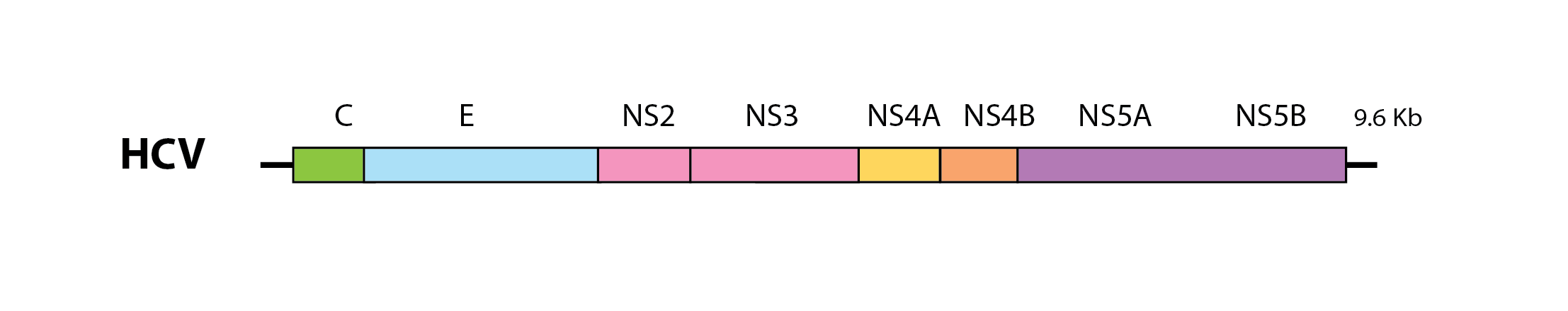 HCV genome