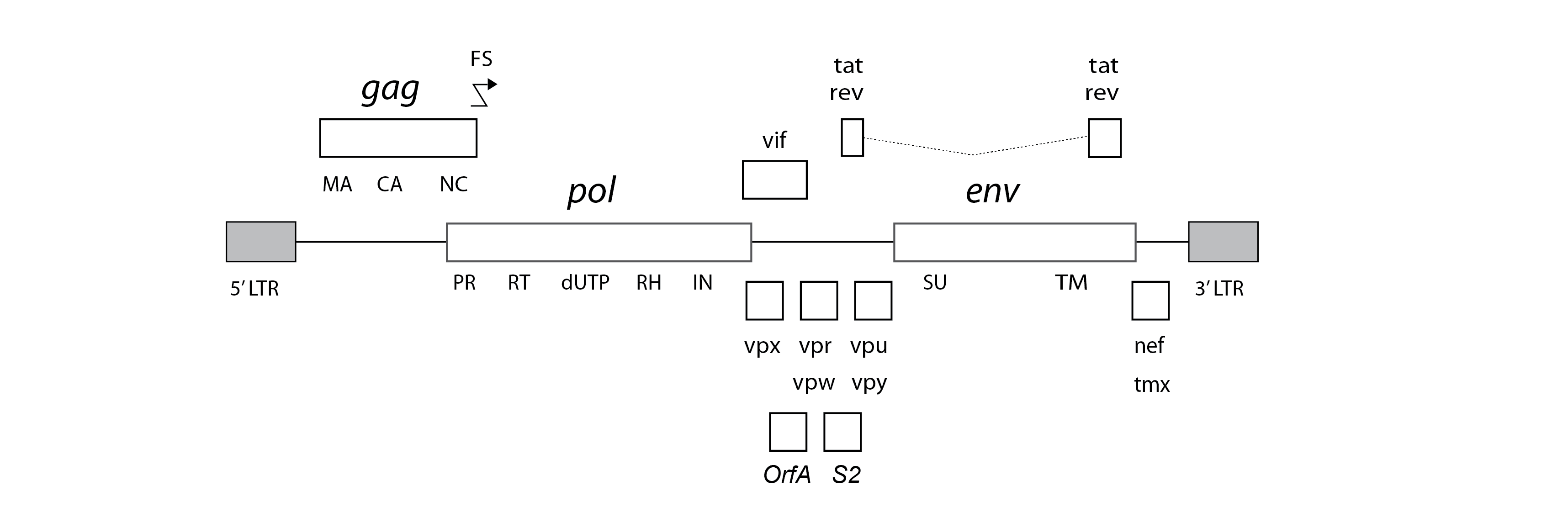 Lentivirus genome